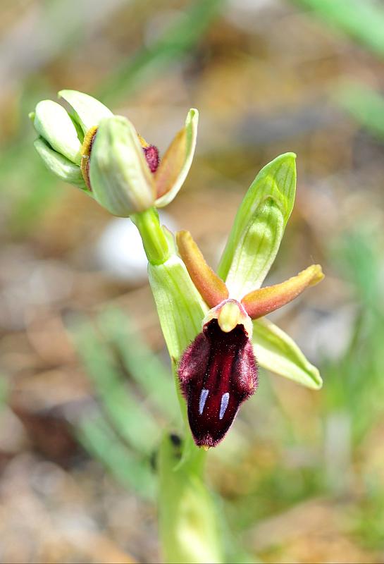 ophrys varie da determinare